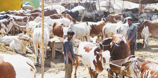 “The country is in deficit” 5 holidays were opposed on Eid-ul-Adha. "The country is in deficit"
