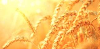 If Russia gives cheap and good wheat, we will definitely buy, we don’t care about any country. If Russia gives cheap and good wheat, we will definitely buy, we don't care about any country.