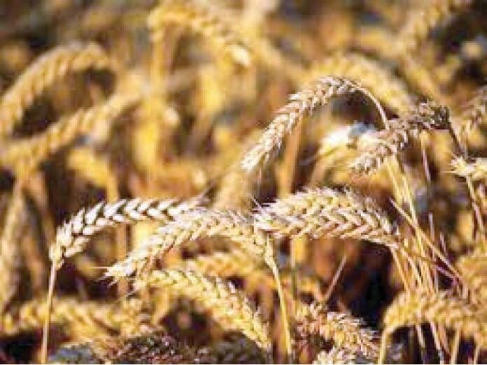The tender to import wheat from Russia was approved.