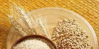 Barley diet is the only cure for 100 diseases Barley diet is the only cure for 100 diseases