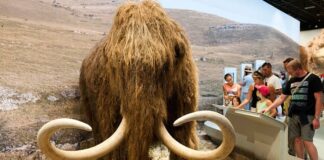 A five-million-year-old woolly mammoth is Back to life