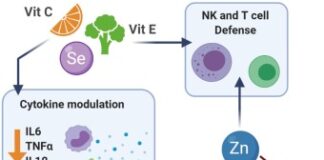 Role of Vitamin E in Immunity Enhancement has fallen immune system Role of Vitamin E in Immunity Enhancement has fallen