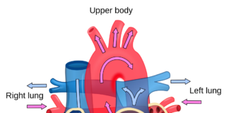 What is Cardiology in Pakistan? What is cardiology?