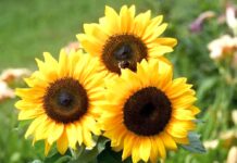 The world’s largest and heaviest sunflower flower sunflower flower has won the world record