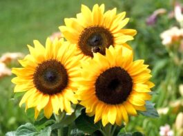 sunflower flower has won the world record