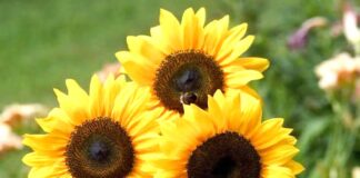The world’s largest and heaviest sunflower flower sunflower flower has won the world record