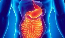 Digestive System Problems Disorders of Gut