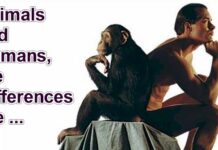 Human VS Animals Human