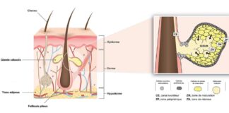 Sebaceous Glands Sebaceous Glands