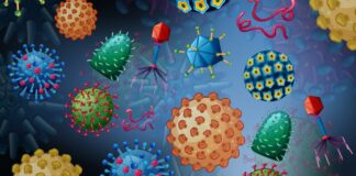 Traits of Viruses traits