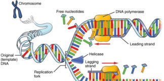 DNA Replication dna