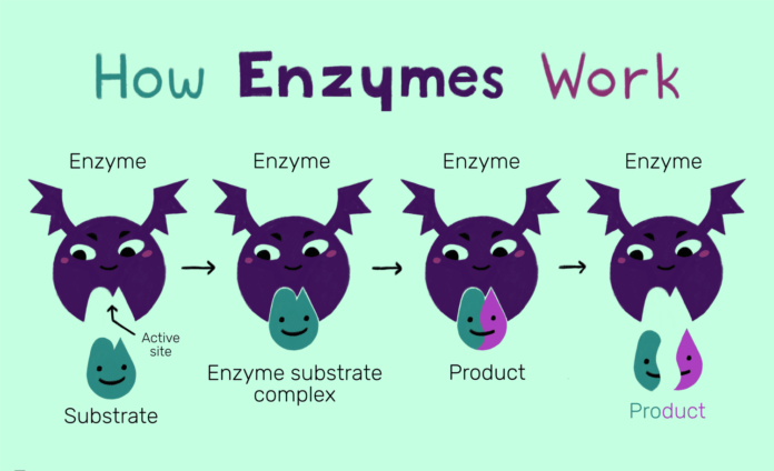 enzymes importance of enzymes