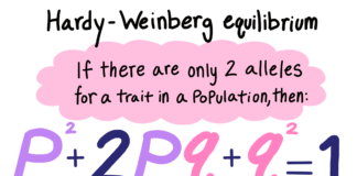 Hardy-Weinberg Theorem hardy-weinberg theorem