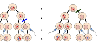 Meiotic Disorders (Different Approach) meotic disorders