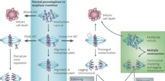 Mitotic Disorders mitotic mitosis