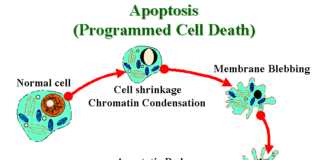 Programmed Cell Death pcd Apoptosis