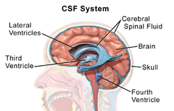 Cerebrospinal Fluid (CSF) CSF 2