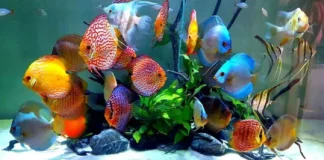 Beautiful Fishes beautiful fishes