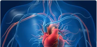 Human Heart human heart
