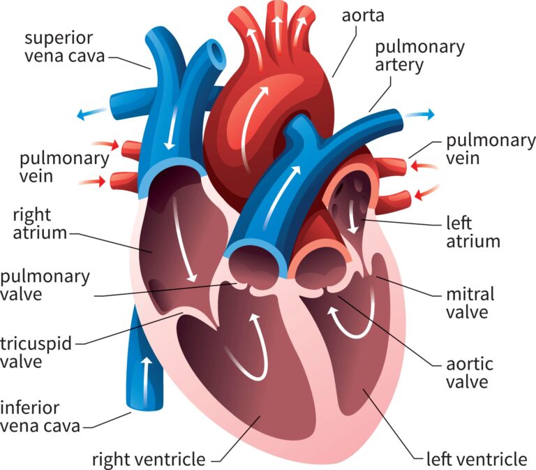 Structure of heart
