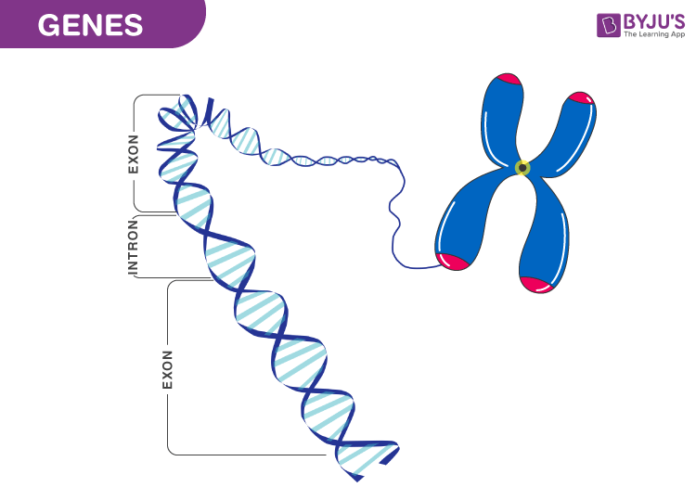 Genes e