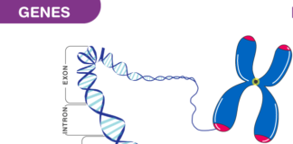What are Genes? e