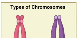 Types of Chromosomes of