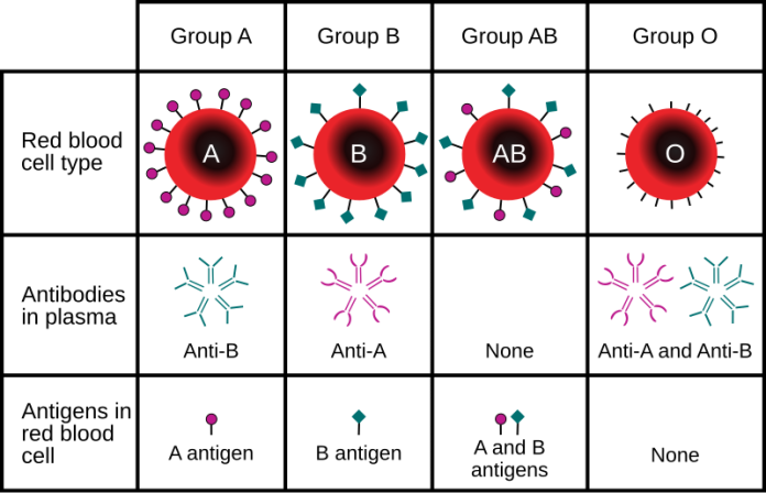 Blood Group Determination - Importance, Methods, and Relevance in Healthcare