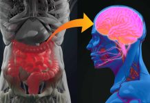 Gut-Brain Connection Gut-Brain Connection
