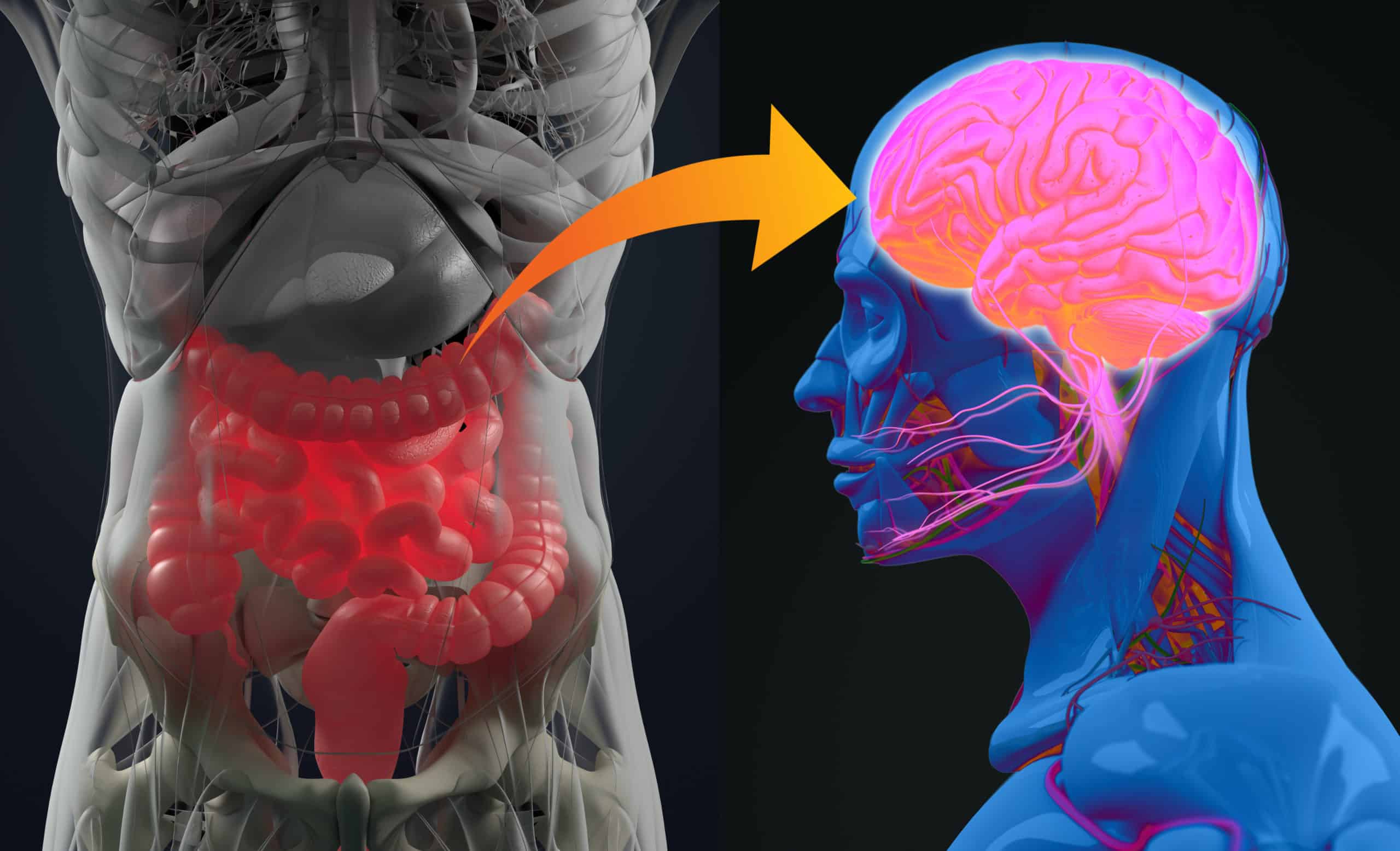 Gut-Brain Connection Gut-Brain Connection