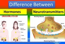 Hormones VS Neurotransmitters: Understanding the Key Differences Hormones VS Neurotransmitters: Understanding the Key Differences