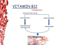 Hemopoietic Vitamin B: Essential for Blood Cell Formation Hemopoietic Vitamin B: Essential for Blood Cell Formation