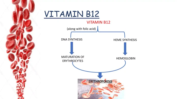 Hemopoietic Vitamin B: Essential for Blood Cell Formation