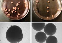 The Future of Organoid Brains The Future of Organoid Brains